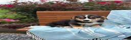Welsh Corgi Pembroke dogs for sale: Juno - Ad 4