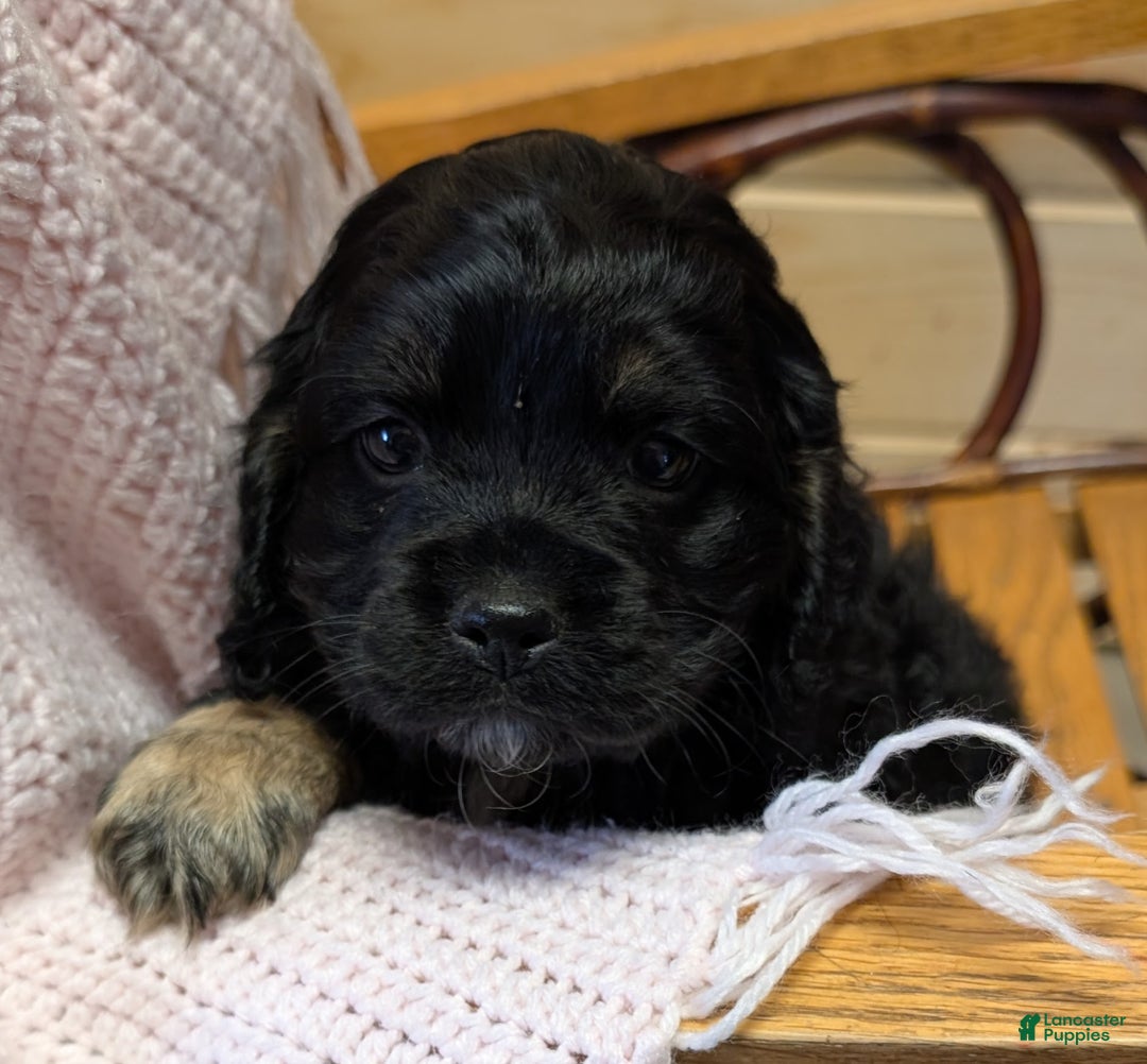 Cockapoo dogs for sale: Pansy - Ad 5