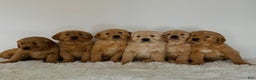 Golden Retriever dogs for sale: Charlie - Ad 6