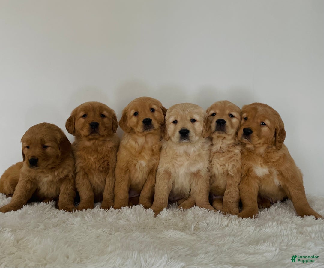 Golden Retriever dogs for sale: Charlie - Ad 6