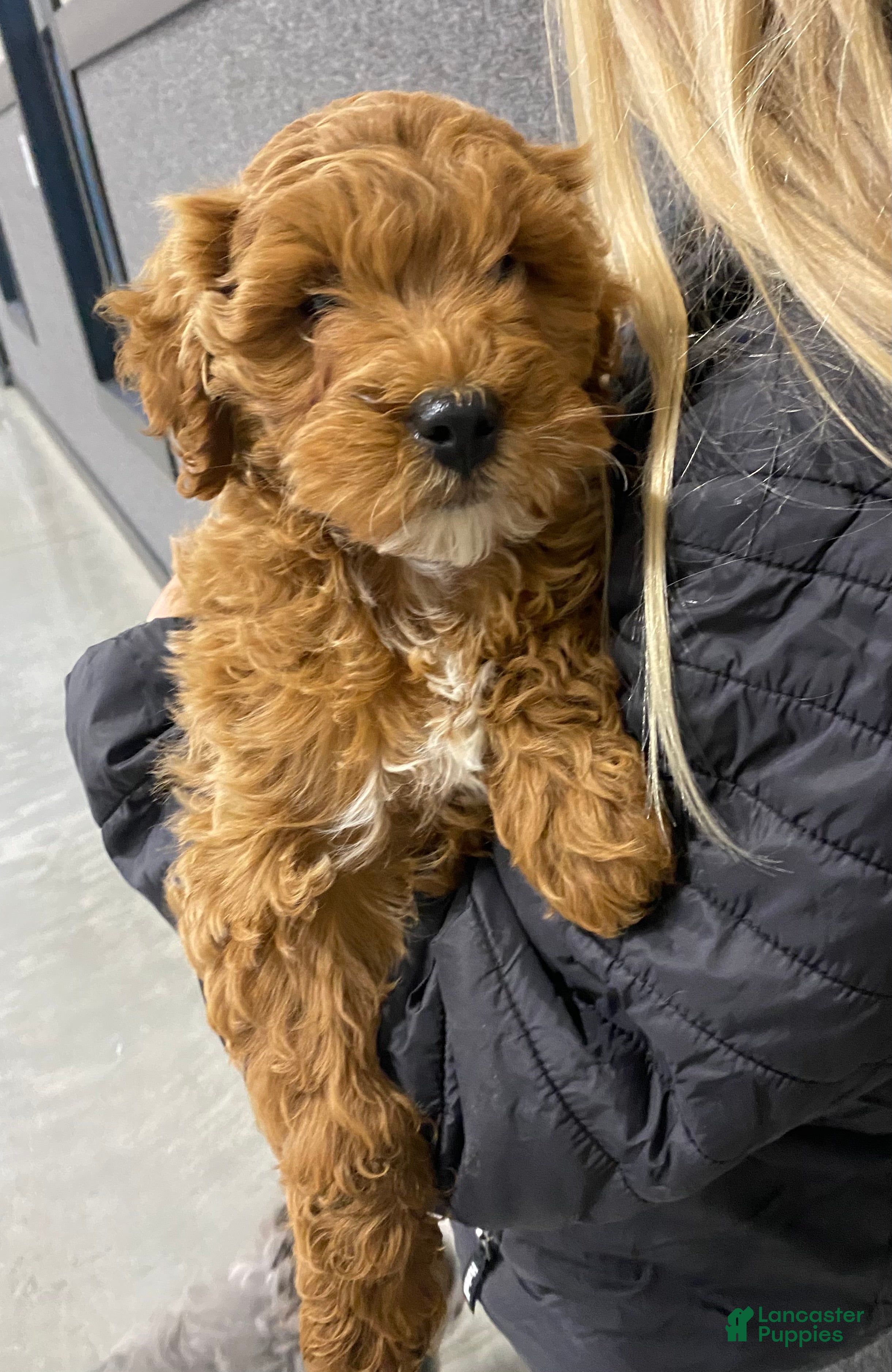 Mini Goldendoodle dogs Brodie - Ad 1