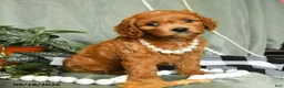 Cockapoo dogs for sale: Scarlett - Ad 1