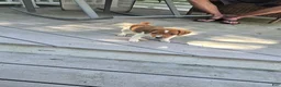 Jack Russell Terrier dogs for sale: Jack Russell Terrier 4 - Ad 19