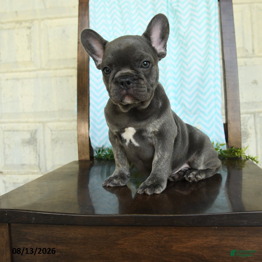 French Bulldog dogs Landon - Ad 1