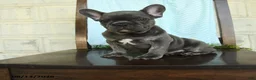 French Bulldog dogs for sale: Landon - Ad 1