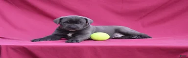 Carlo