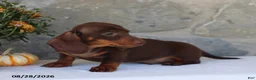 Dachshund dogs for sale: Skippy - Ad 4