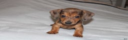 Miniature Dachshund dogs for sale: Frank Mini  - Ad 13