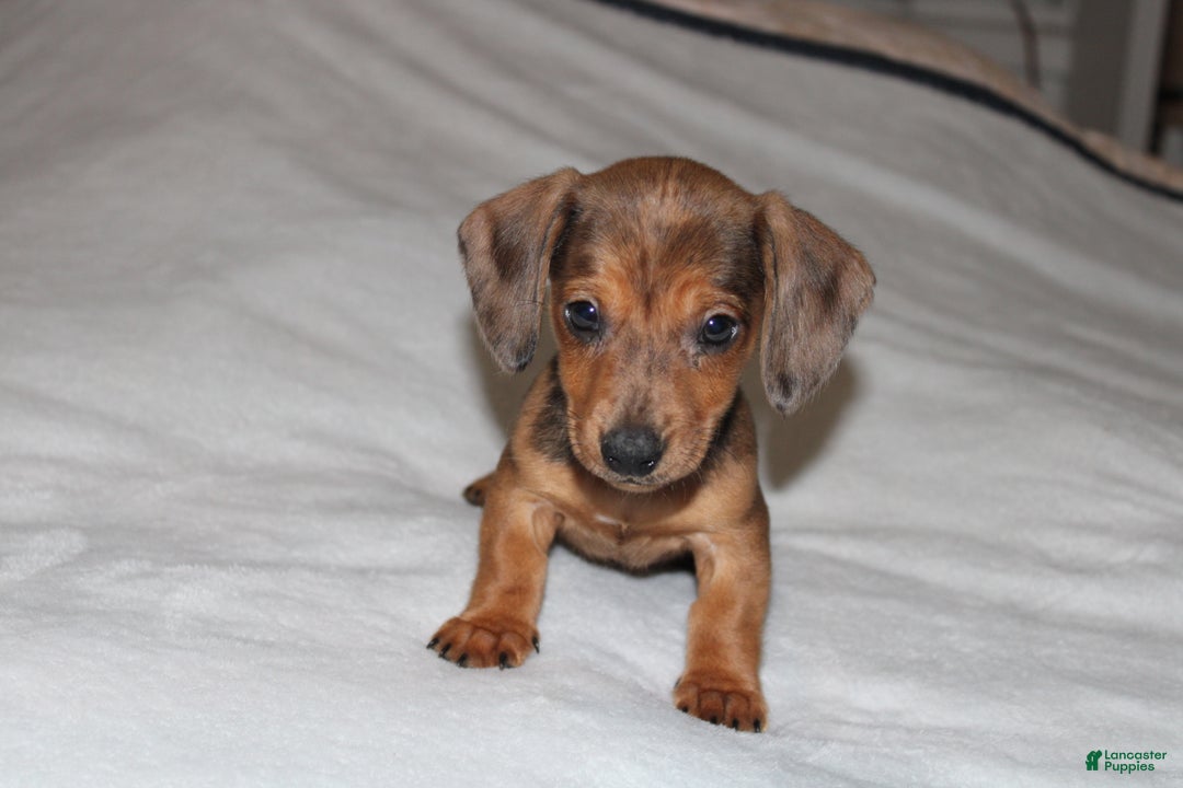 Miniature Dachshund dogs for sale: Frank Mini  - Ad 13