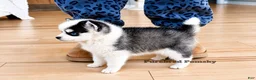 Pomsky dogs for sale: Lulu Micro Pomsky - Ad 4