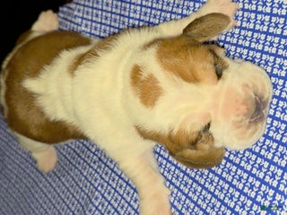 Basset Hound dogs - Ad 4