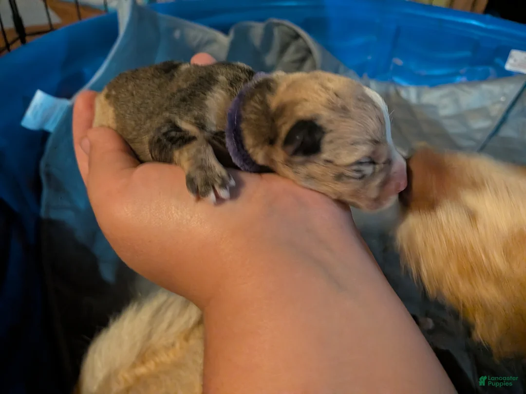 Mixed Breed dogs for sale: Purple collar girl - Ad 2