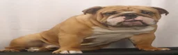 English Bulldog dogs for sale: Griffin - Ad 7