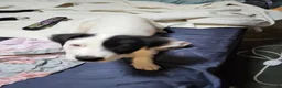 American Pit Bull Terrier dogs for sale: American Pit Bull Terrier 5 - Ad 2