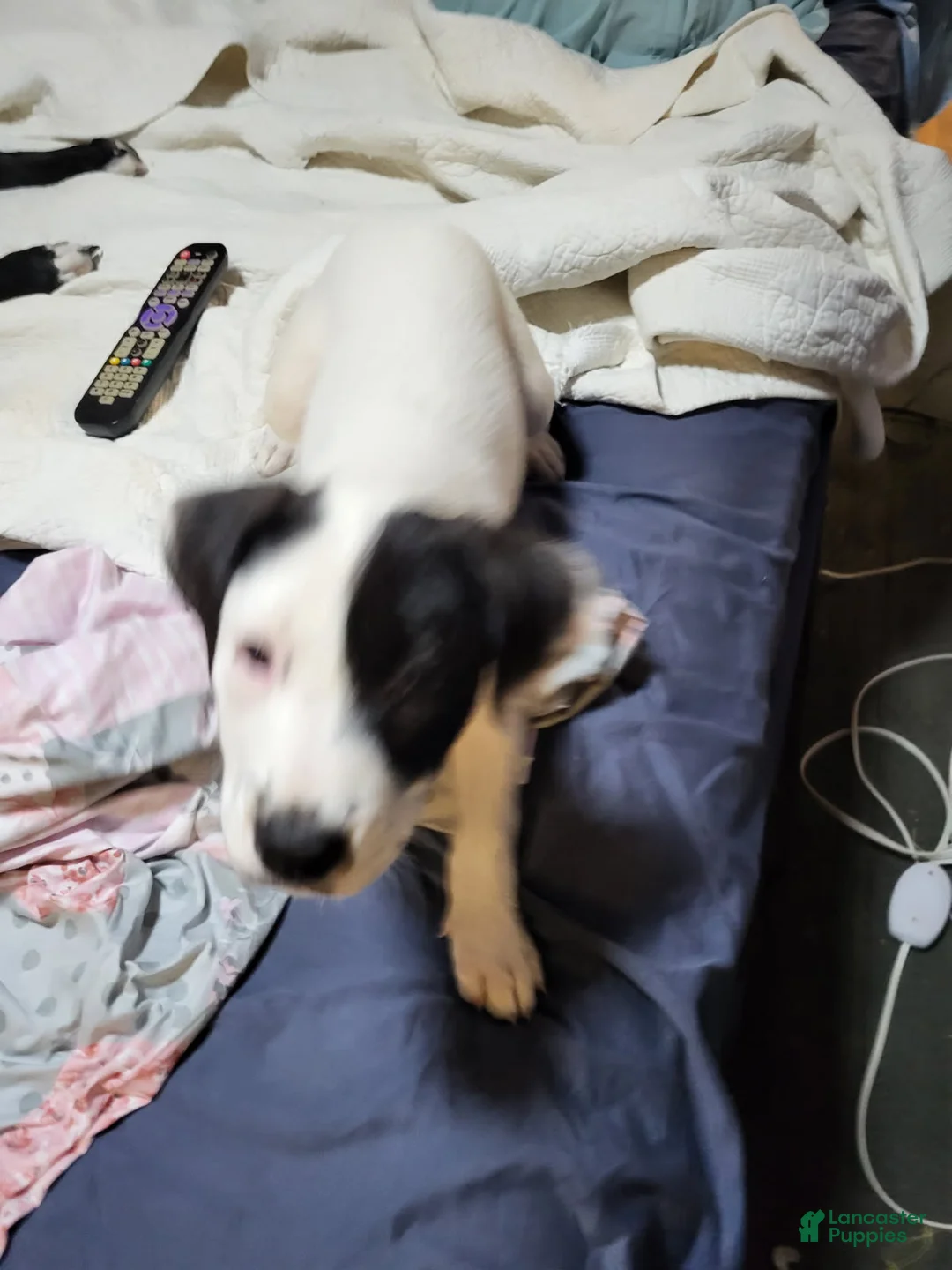 American Pit Bull Terrier dogs for sale: American Pit Bull Terrier 5 - Ad 2