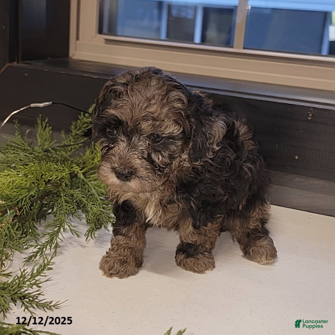 Mixed Breed dogs for sale: Ruger - Ad 3