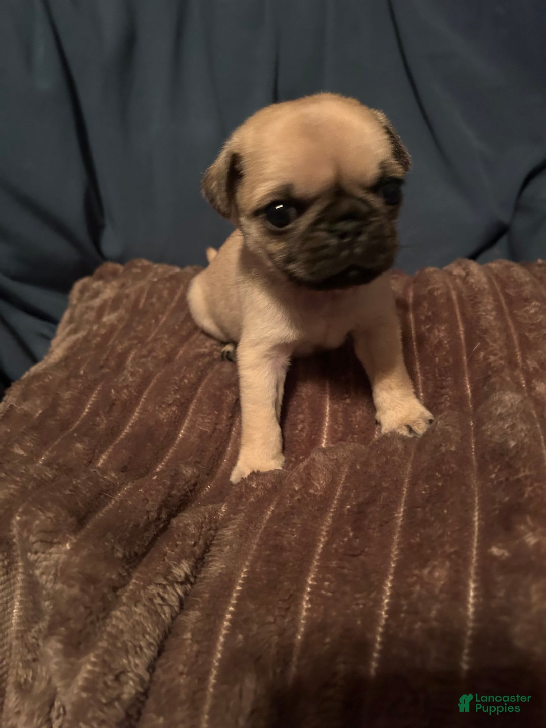 Pug dogs for sale: Guppy - Ad 2