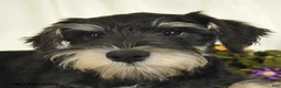 Miniature Schnauzer dogs for sale: Gavin - Ad 8