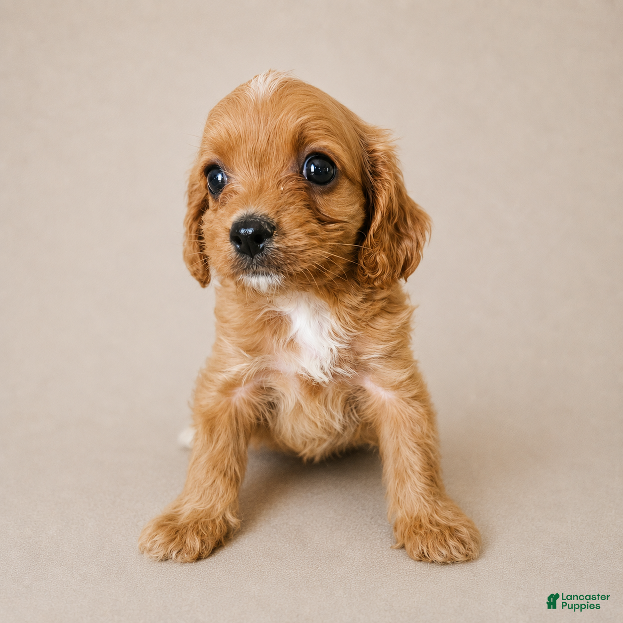Cavapoo dogs Dozer - Ad 16
