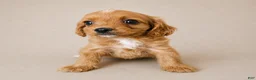 Cavapoo dogs for sale: Dozer - Ad 1