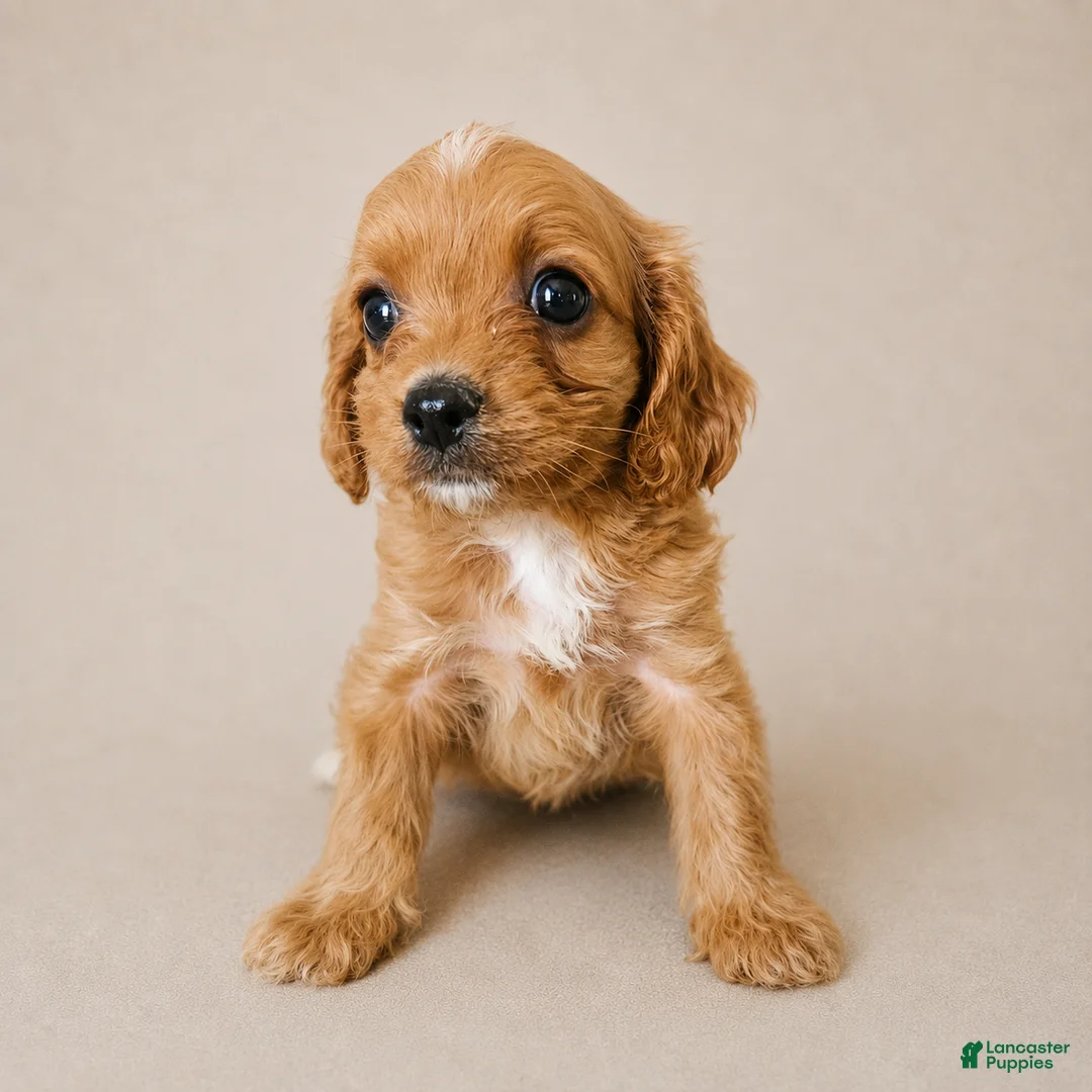 Cavapoo dogs for sale: Dozer - Ad 1