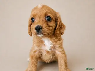 Cavapoo dogs Dozer - Ad 16