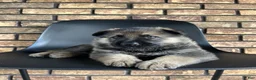 German Shepherd dogs for sale: Wilder - Ad 4