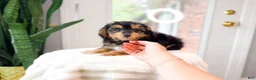 Yorkshire Terrier dogs for sale: Billy - Ad 2
