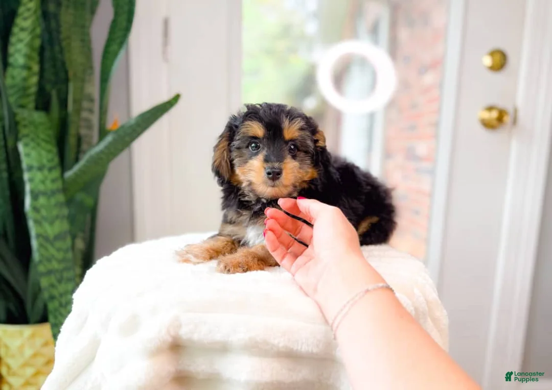 Yorkshire Terrier dogs for sale: Billy - Ad 2