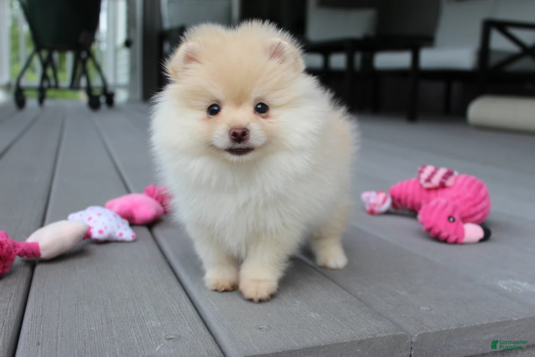 Pomeranian dogs for sale: Cassie - Ad 1