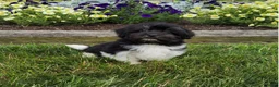 Havanese dogs for sale: Toby - Ad 8