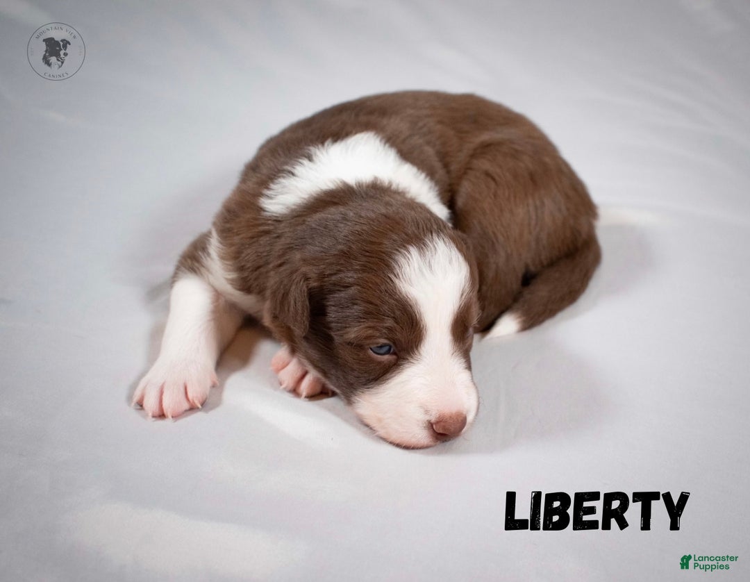 Border Collie dogs for sale: Liberty - Ad 2