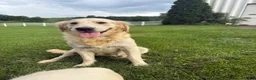 Golden Retriever dogs for sale: Dora - Ad 5