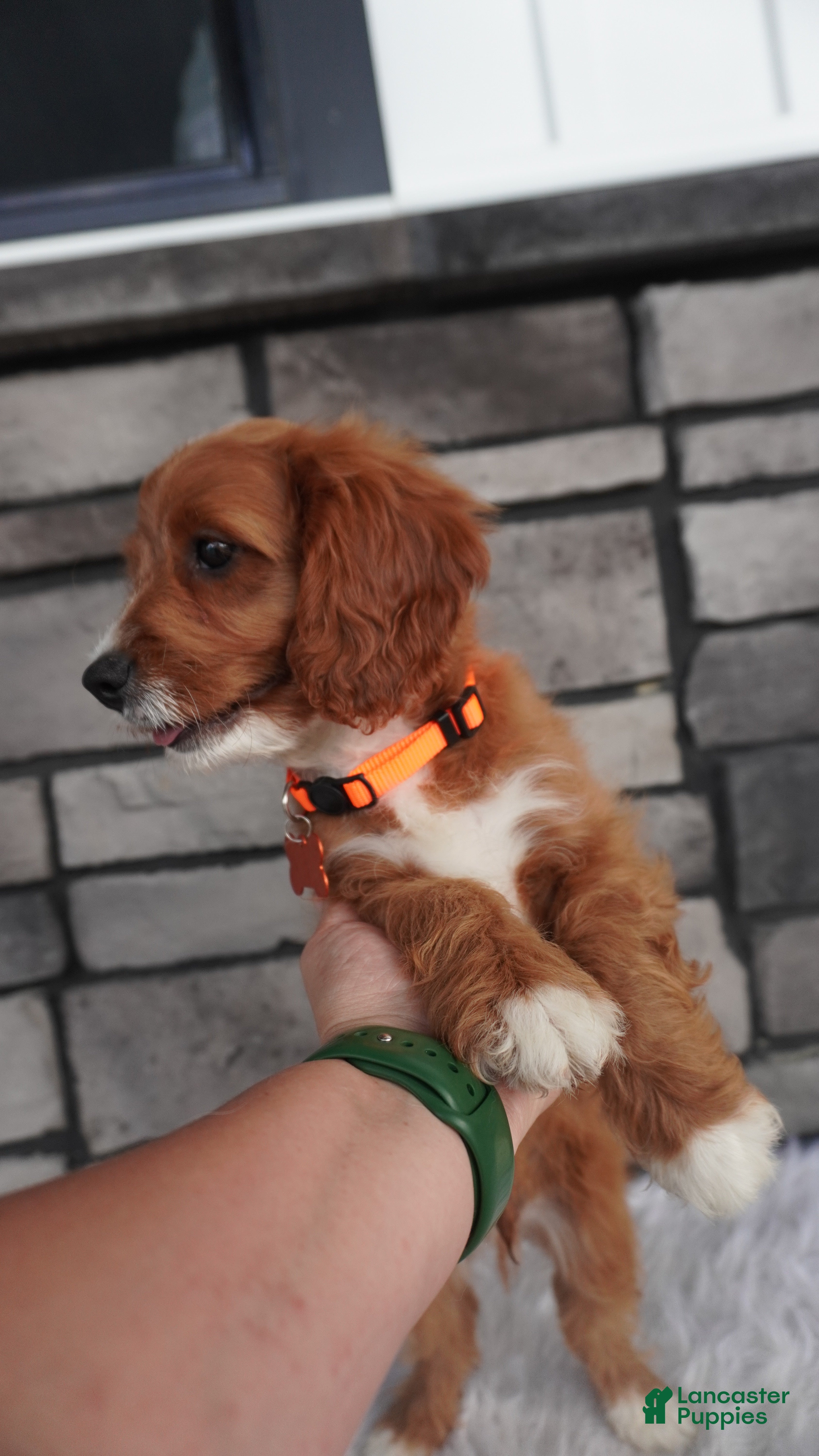Cavapoo dogs Oscar  - Ad 2