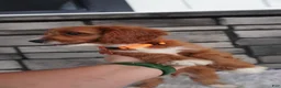 Cavapoo dogs for sale: Oscar  - Ad 2