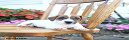 Jack Russell Terrier dogs for sale: Sherbet - Ad 3