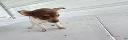 Chihuahua dogs for sale: Kendra - Ad 1