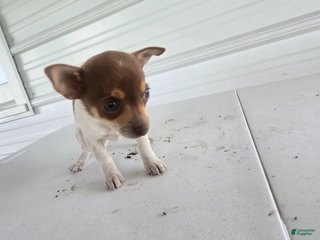 Chihuahua dogs for sale: Kendra - Ad 1