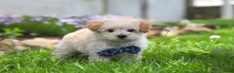 Maltipoo dogs for sale: Finn - Ad 4