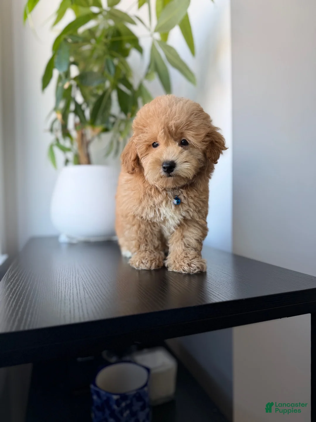 Mixed Breed dogs for sale: Simba - Ad 3