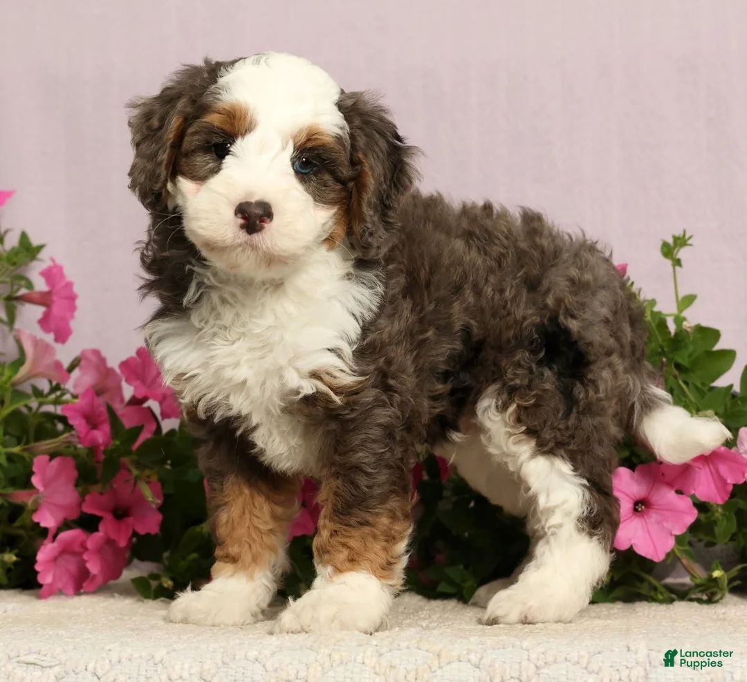Mini Bernedoodle dogs for sale: Jarrett - Ad 1