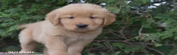 Golden Retriever dogs for sale: Nate - Ad 3