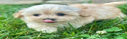 Maltipoo dogs for sale: Kelly - Ad 3