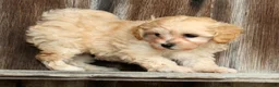 Maltipoo dogs for sale: Peach - Ad 4