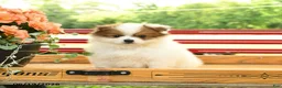Pomeranian dogs for sale: Buffalino - Ad 1