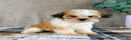 Malshi dogs for sale: Shock - Ad 2