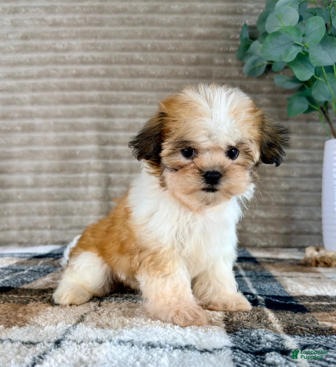 Malshi dogs for sale: Shock - Ad 2