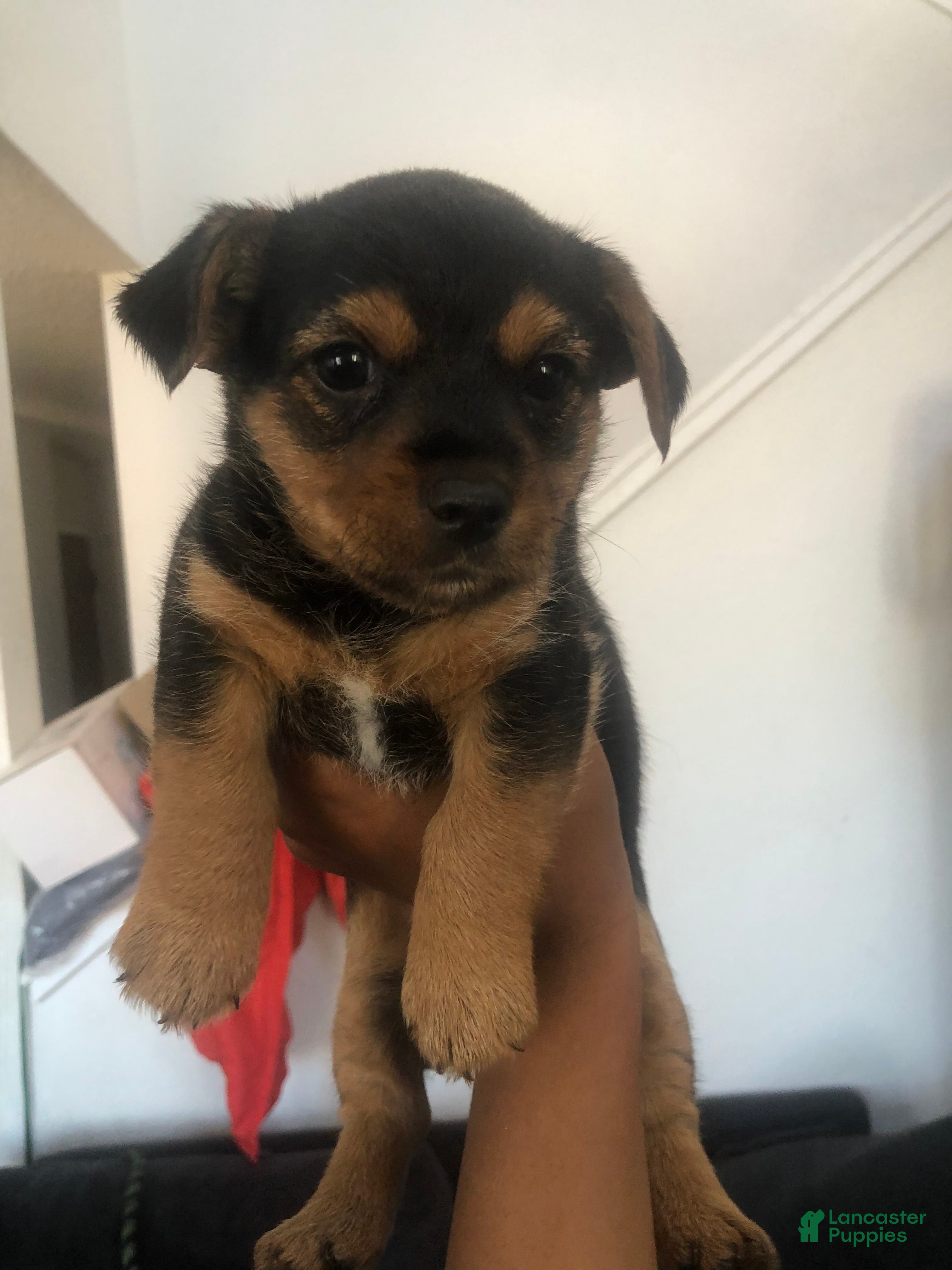 Dorkie dogs Goldie - Ad 33