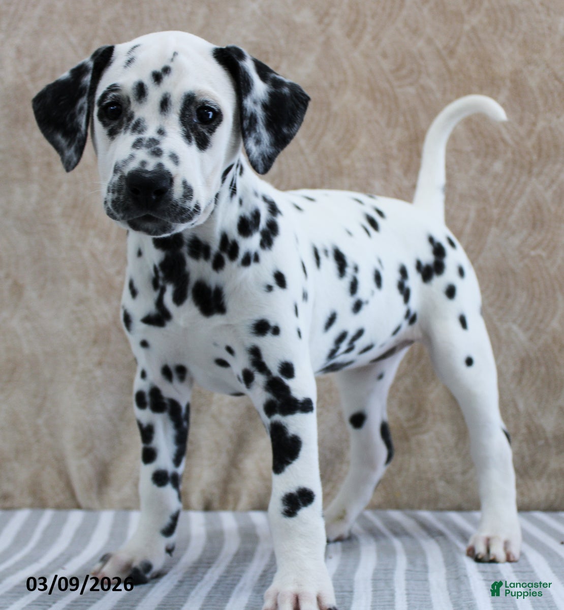 Dalmatian dogs Hattie - Ad 2
