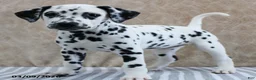 Dalmatian dogs for sale: Hattie - Ad 2